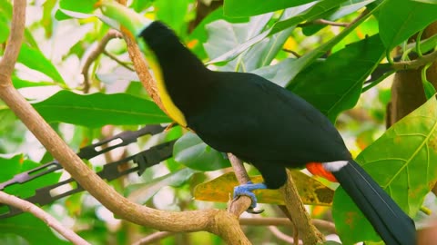 Toucan