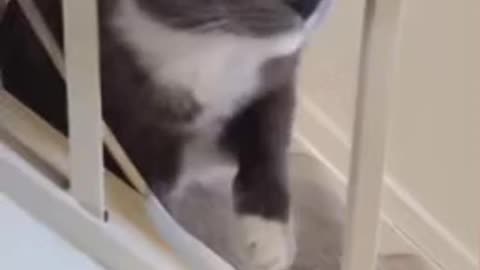 Cute Cat Gif