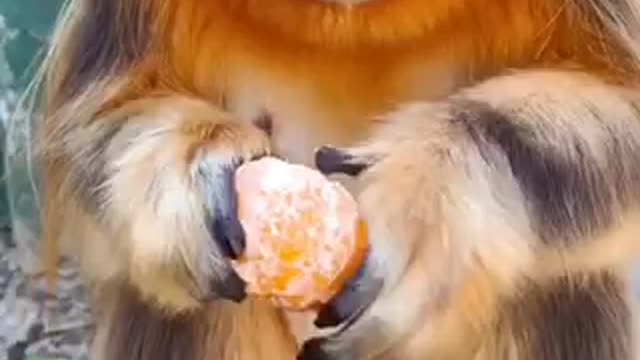 Cute golden monkey eating orange