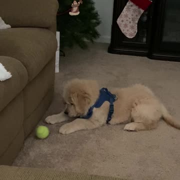Cute puppy playing with a ball