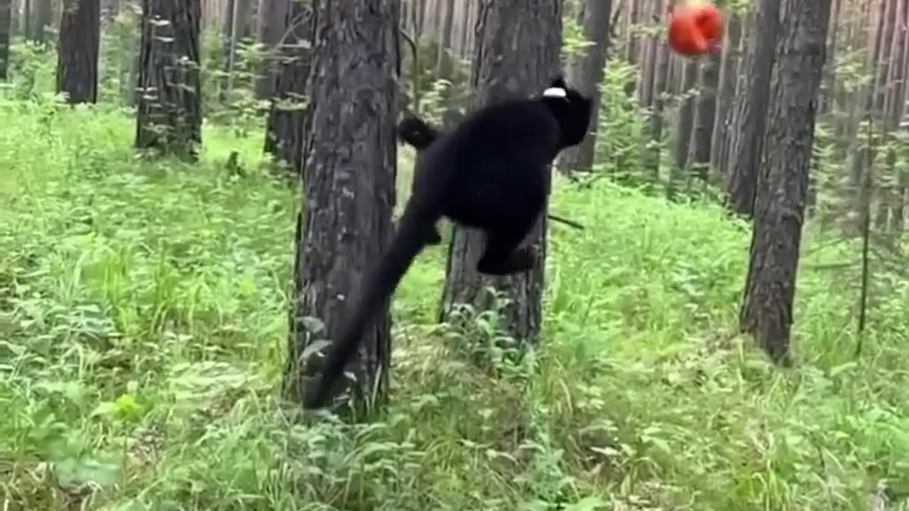 Luna the panther