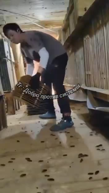 COCK ROACHES BRED FOR FOOD AND COSMETICS EWEWEWEW