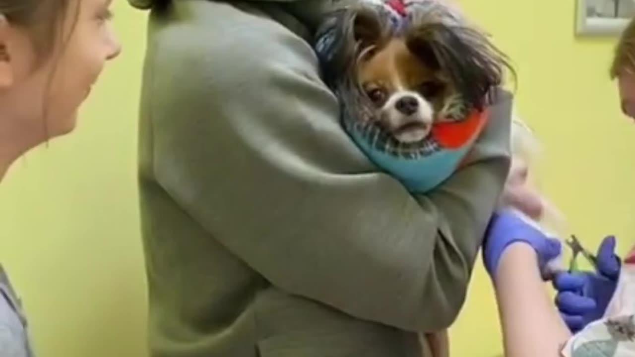 Perro muerde a veterinaria
