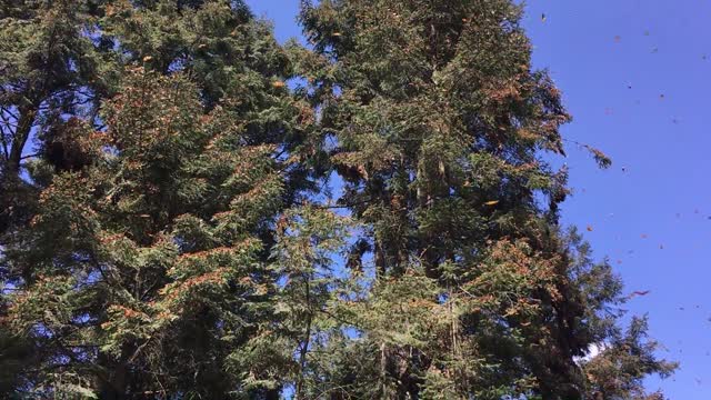 MAGICAL! MILLIONS OF MONARCH BUTTERFLIES NEST IN SANCTUARY!