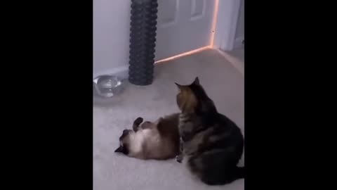 😂 Funniest Cats and Dogs Videos 😺🐶 || 🥰😹 Hilarious Animal Compilation №486