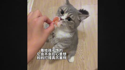 Prepare to Have Your Heart Stolen by This Adorable Cat!