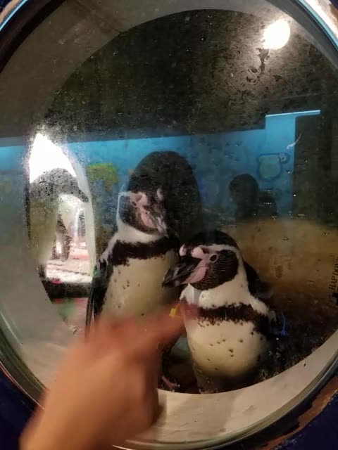 Cute Penguins being Penguins