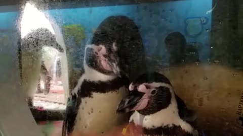 Cute Penguins being Penguins