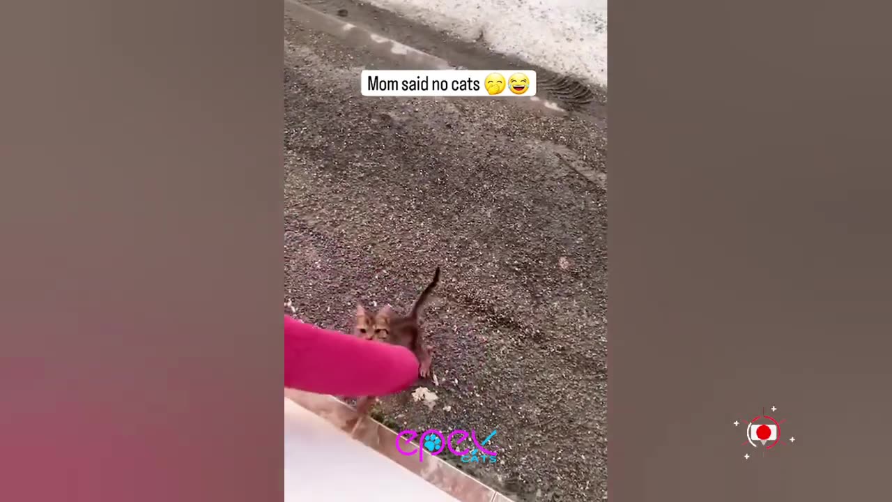 Funny cat 😽 vs Gun 🔫 - Funny Animals 😂 playing dead on finger shot Compilation || Animal Gags
