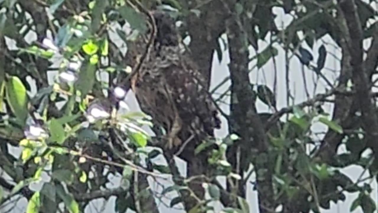 Barred Owl groomimg