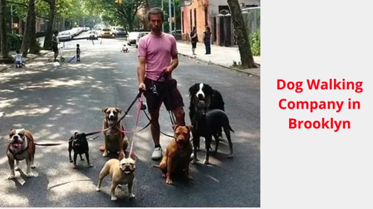 GoDog : #1 Dog Walking Company in Brooklyn | 11232