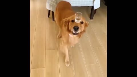 Cute and Funny Dog Videos