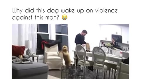 The dog choose violence over his hooman 😂😂