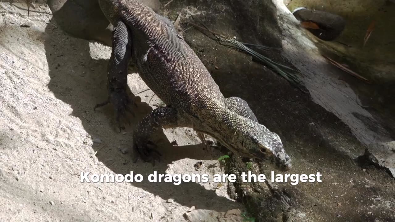 3 facts about giant lizard Komodo dragons