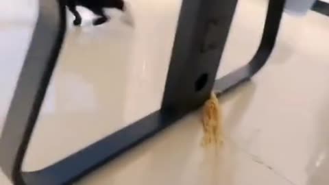 Funny cat's Fighting for food🤣🤣