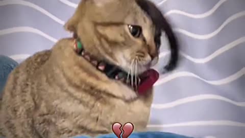 Funny Pets