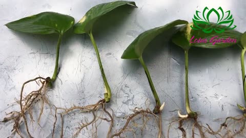2 ways to grow money plant from single leaf very easy