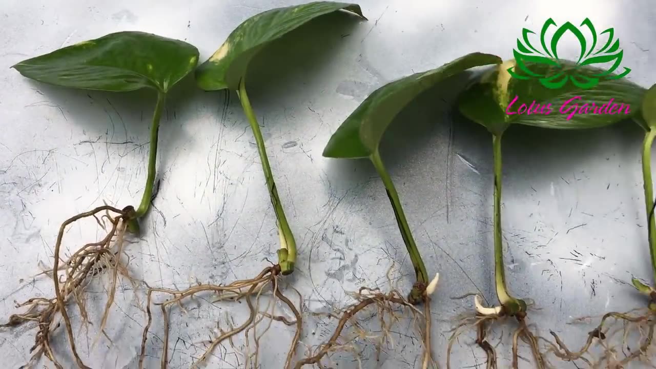 2 ways to grow money plant from single leaf very easy