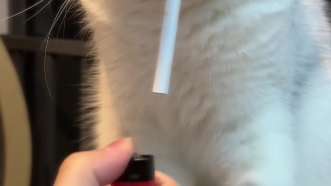 "Unusual Habits: White Cat Enjoying a Smoke Break at the Table"