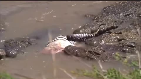 Zebra crossing river got take down by crocodile