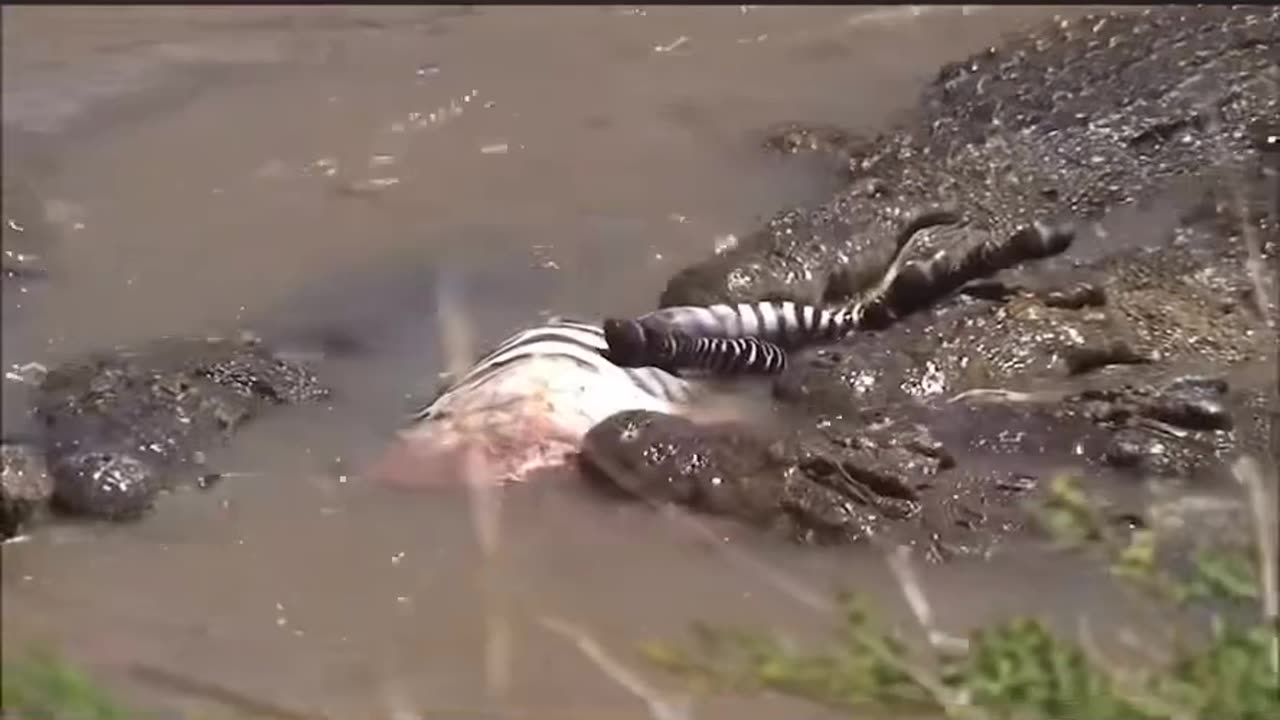 Zebra crossing river got take down by crocodile