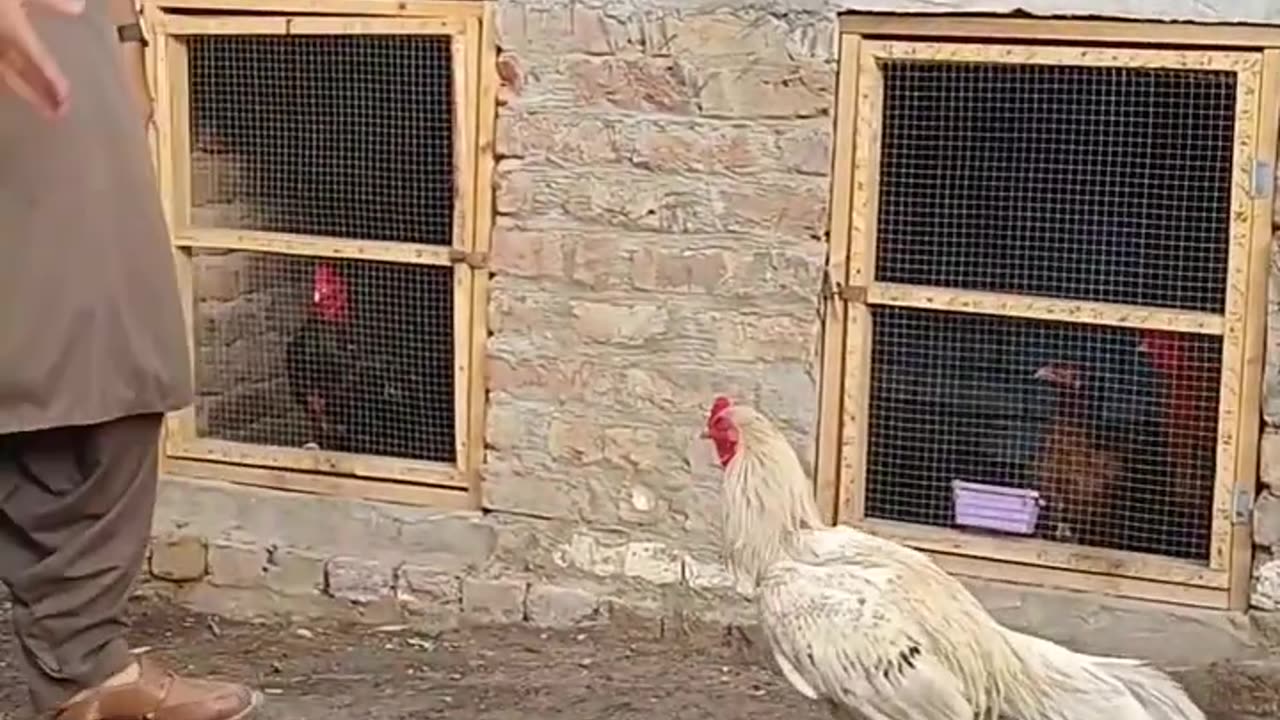 cock very angry