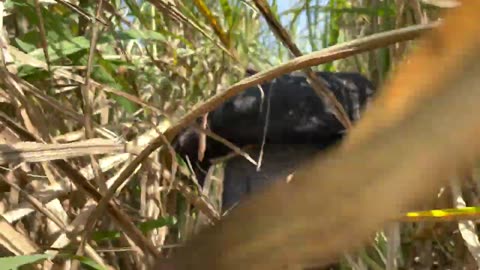 Hog Hunting Dog pack in action! Several Wild Hogs caught in sugar canes.