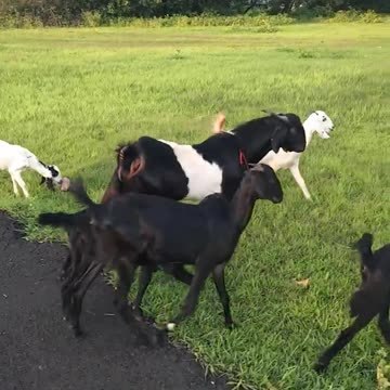 Goats In Their Natural Environment #short #shortvideo #shortvideo