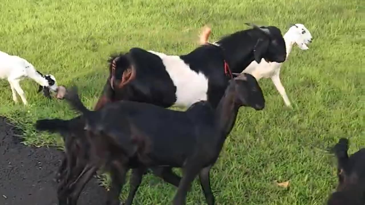 Goats In Their Natural Environment #short #shortvideo #shortvideo