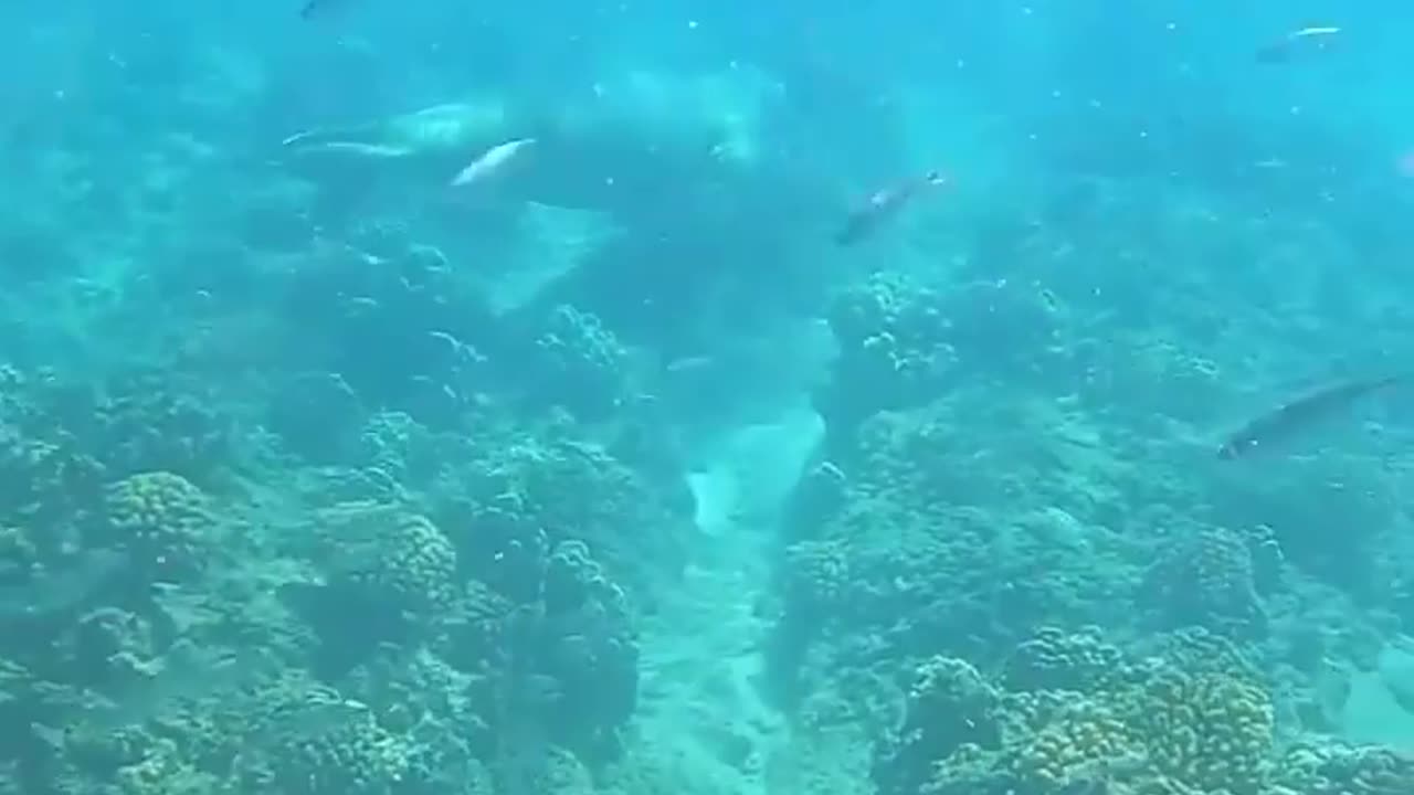 Wildlife