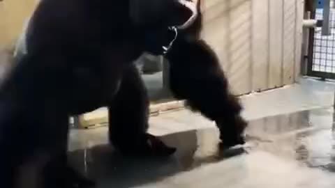 Gorilla letting loose feeling the music