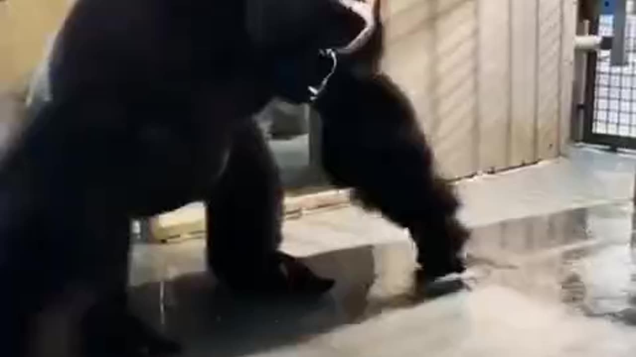 Gorilla letting loose feeling the music