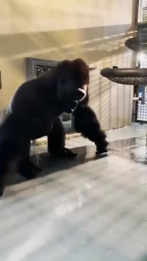 Gorilla letting loose feeling the music