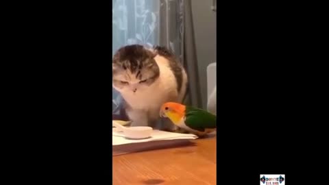 Funny Animal Videos