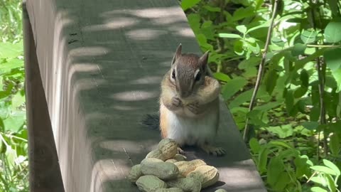 Mr Chippy closeup