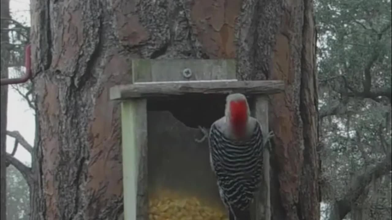 Red-bellied woodpeckers this afternoon. Beautiful way to end the work week.