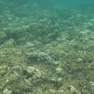 Beauty Beneath the Waves, Snorkeling In The Morning