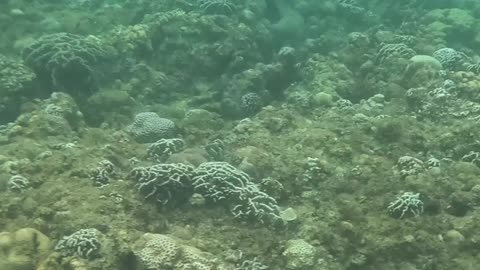 Beauty Beneath the Waves, Snorkeling In The Morning