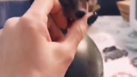 🙏❤️🎉🎉🎉🎊🎊🎊️SWEET AND FUNNY PETS SHOTS 🙏❤️❤️🎉🎉🎉🎊🎊🎊