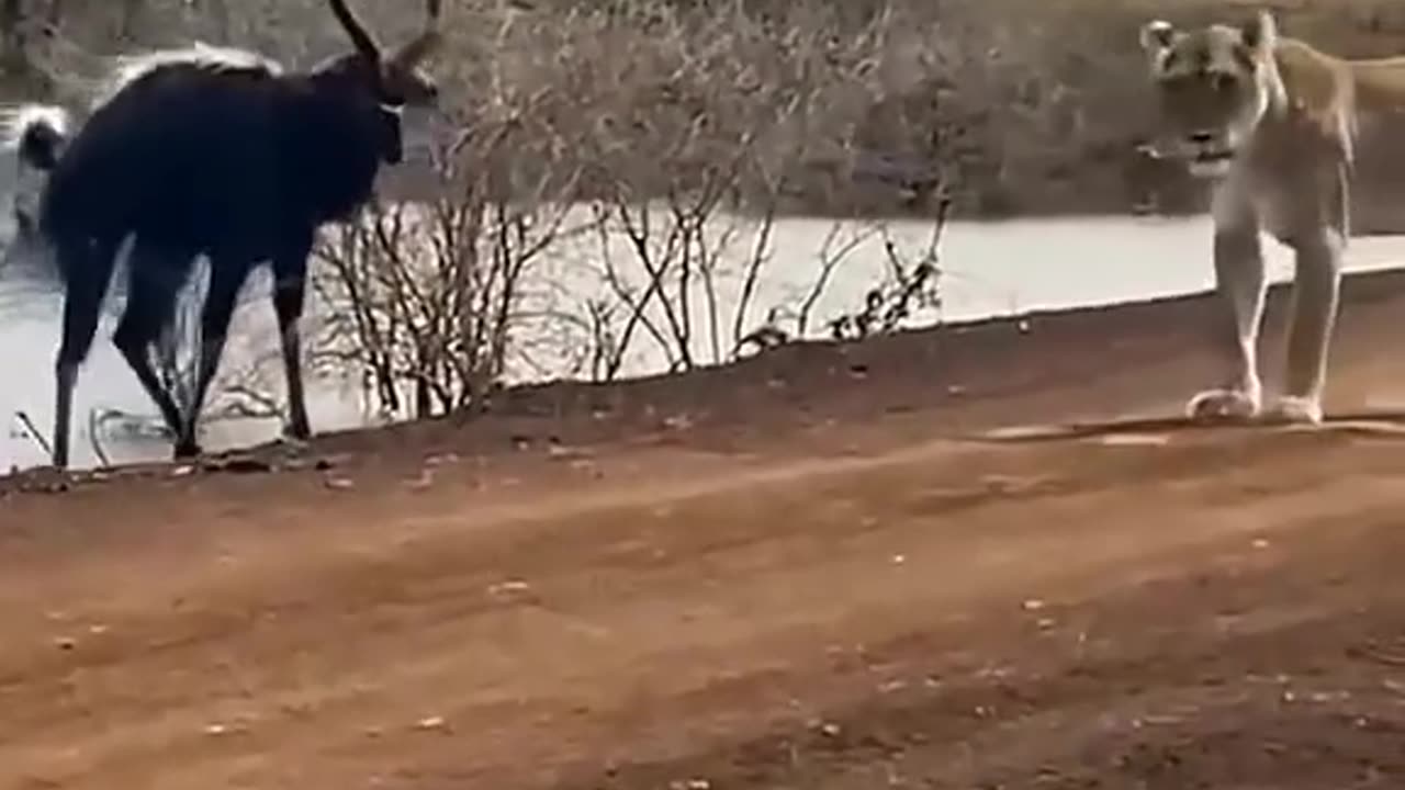 Battle between cheetah and 🦌