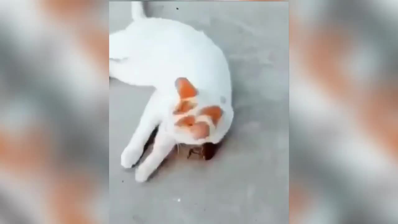 FUNNY CAT VIDEOS