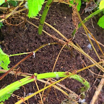 An anthill in a forest next to a river.
