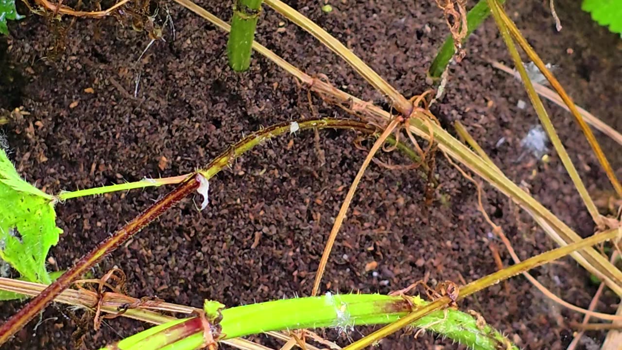 An anthill in a forest next to a river.