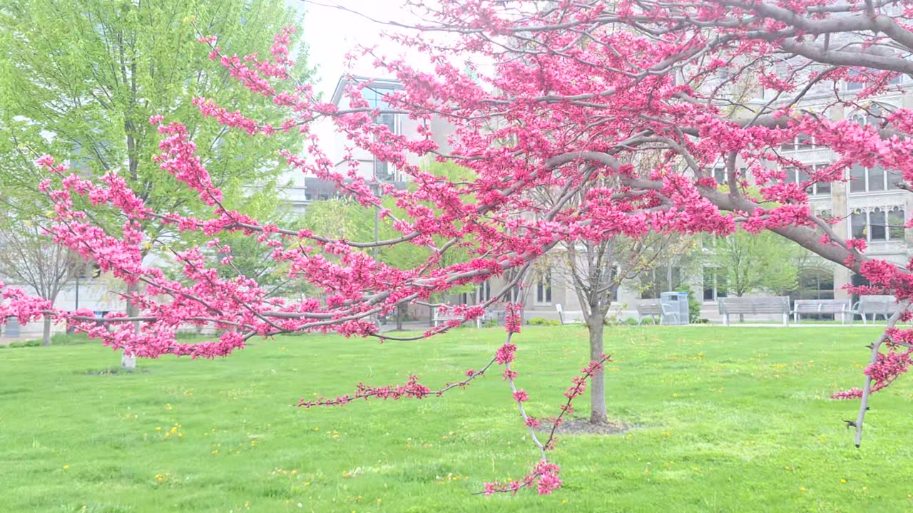 Beautiful flowers with amazing color