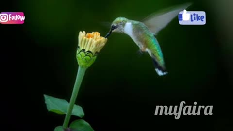 The Magic of Hummingbirds: Nature's Tiny Wonders