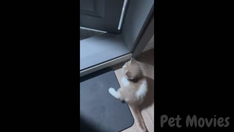 🐾Your 1 Hour Dose of Hilarious Dogs & Cats😂🐶🐱