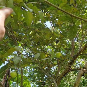 Guava Love: The Sweet Joys of Bukid Life 🌄