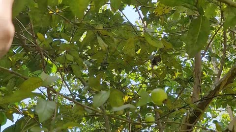 Guava Love: The Sweet Joys of Bukid Life 🌄