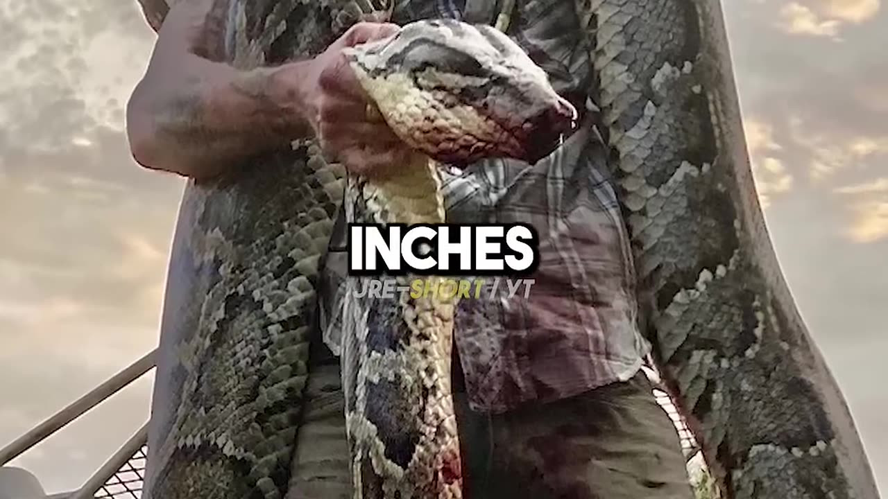 17ft python