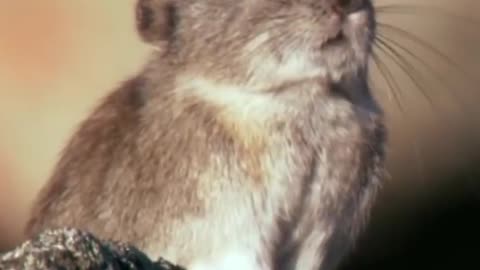 Wildlife